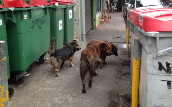 Haro sur les chiens errants à Papeete et Pirae