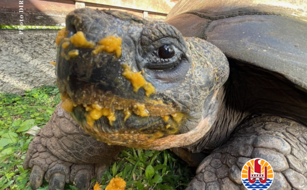 Te Ara u’i reprend des forces 