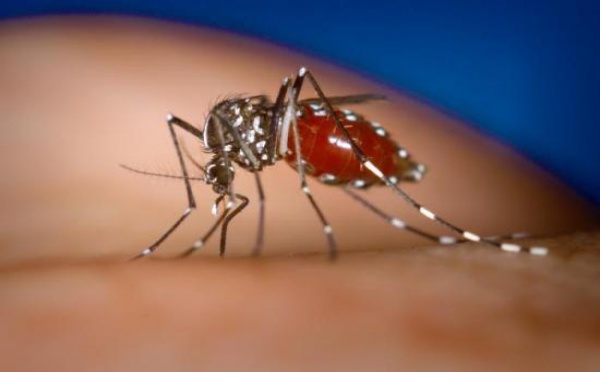 La dengue en forte augmentation au mois de juin