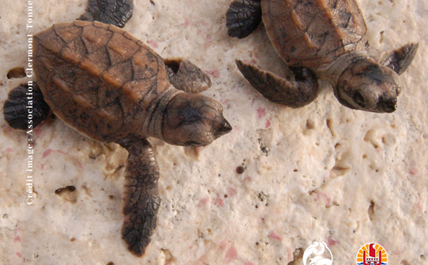 En savoir plus sur les tortues