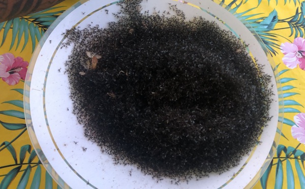 Les moucherons envahissent les Gambier, la population demande de l'aide