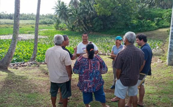 Vers une nouvelle gestion des tarodières de Rimatara