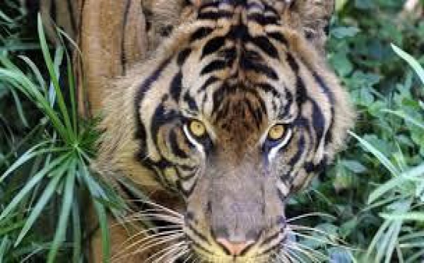 Des Indonésiens coincés plusieurs jours dans un arbre par des tigres