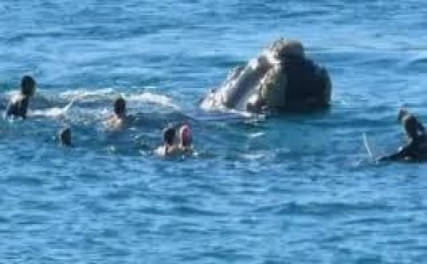 Un surfeur australien assommé par la queue d'une baleine