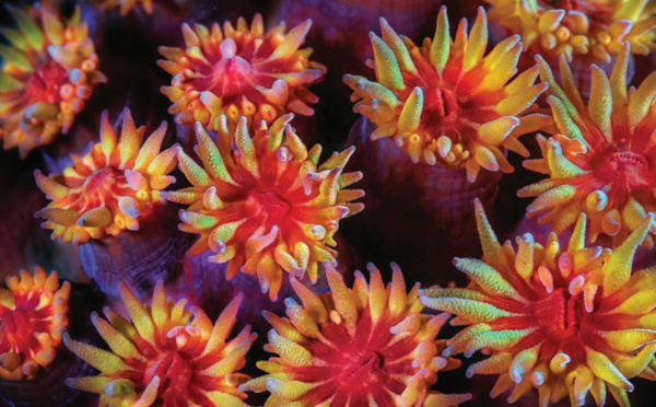 Les écosystèmes coralliens "sous un œil insolite"