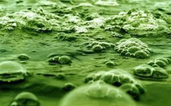 La Nouvelle-Calédonie mise sur les potentiels économiques des micro-algues