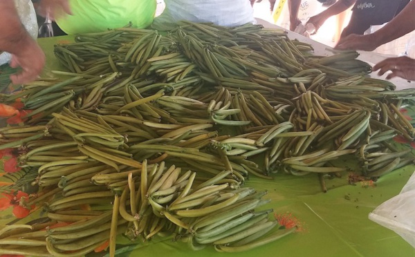 Taha'a : la saison de récolte de vanille a démarré