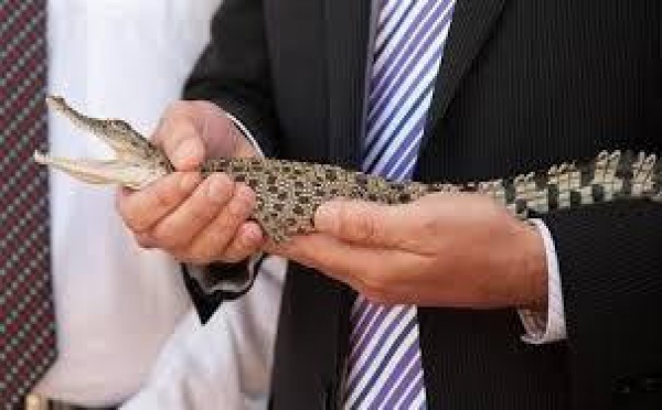 L'Australie offre un crocodile au prince George