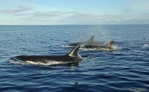 Présence d’orques dans les eaux polynésiennes : rappel à la prudence