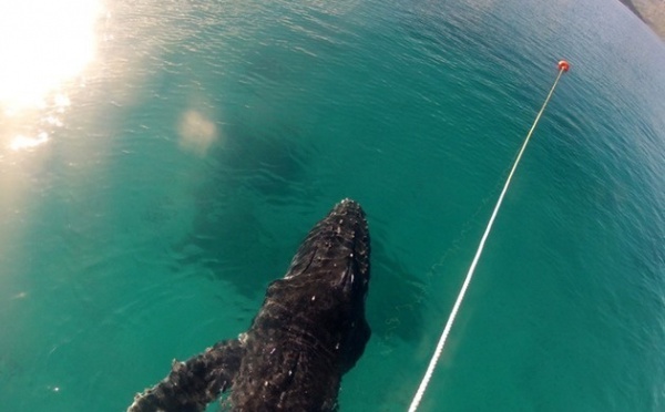 Un baleineau en danger dans le lagon de Ahe
