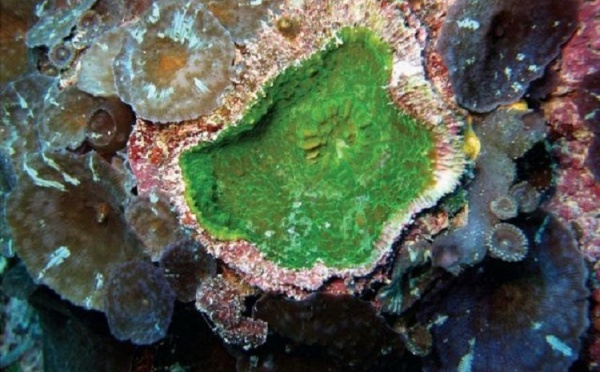 Une nouvelle espèce de corail vert chlorophylille décrite aux îles Gambier