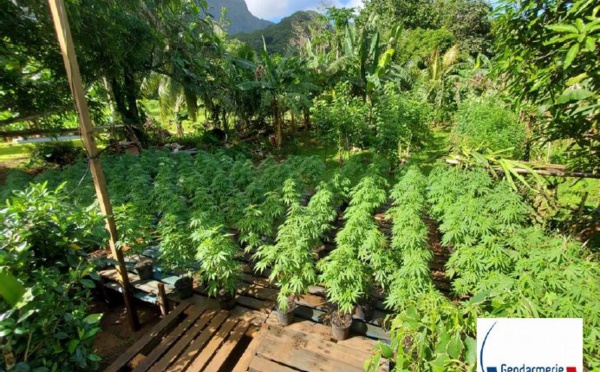 520 plants de paka saisis à Tumaraa