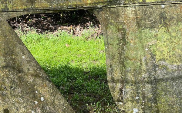 Nouveau vol de vanille à Taha'a, les tāvana montent au créneau