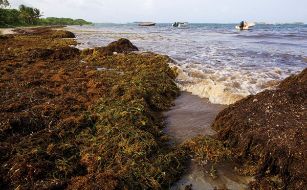 De nombreux radeaux de sargasses se dirigent vers les Antilles