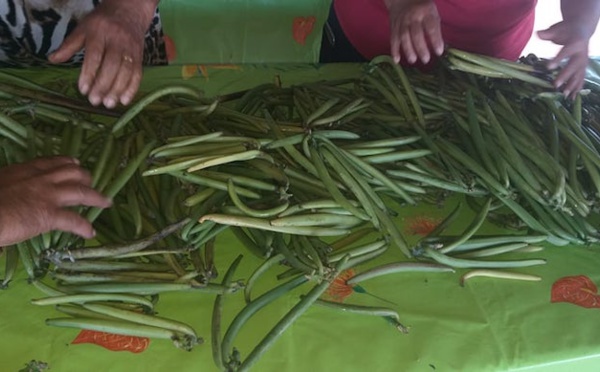 Pénurie de vanille à Taha'a pour la dernière vente