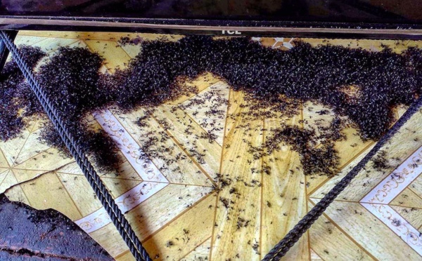 Un petit moucheron qui pose de gros problèmes aux Marquises !