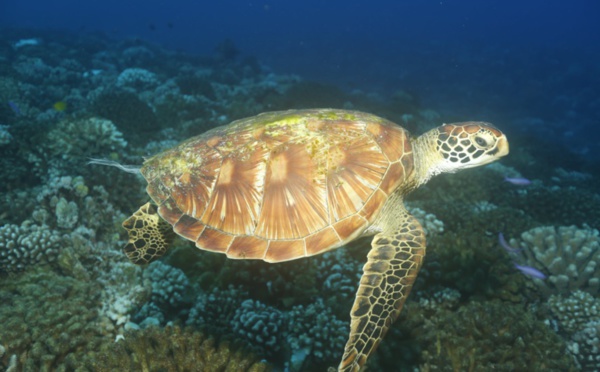 Tortues marines : La Diren dénonce le "massacre"