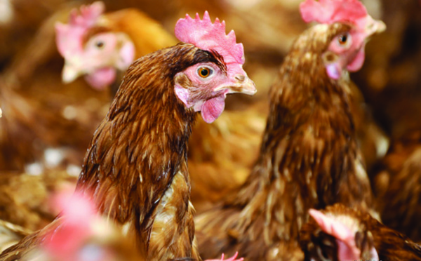 Les œufs de poule classifiés