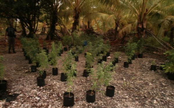 La placidité du fumeur de paka devant le tribunal