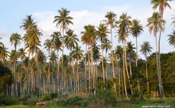 Un plan de développement durable pour la filière cocotier en Polynésie
