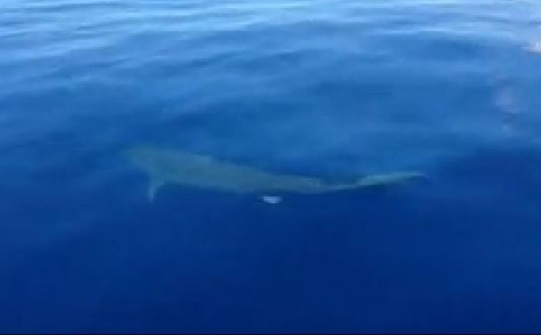 Insolite : un requin tigre de plus de 4 m à Tahiti ! (vidéo)