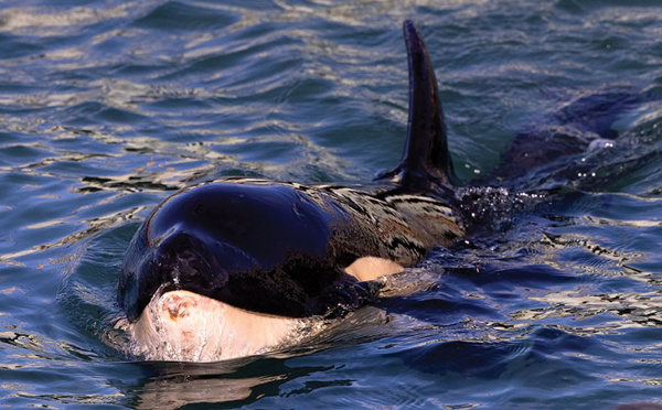 Nouvelle-Zélande: un bébé orque meurt après de vaines recherches pour retrouver sa mère