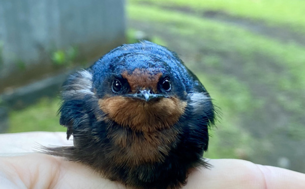 Les ‘Ope’a de Tahiti sont-elles uniques ?