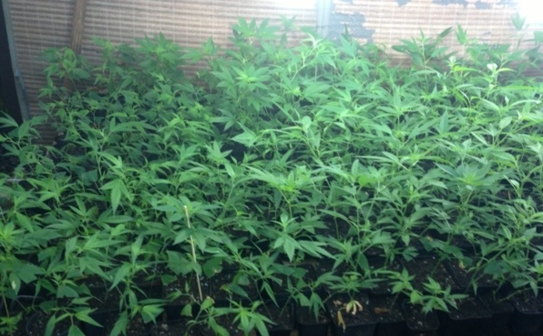411 pieds de cannabis saisis à Taravao