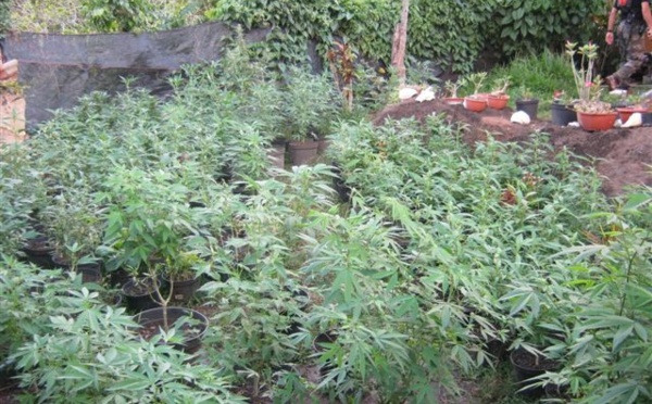 Moorea: 1048 pieds de cannabis sur le plateau des ananas