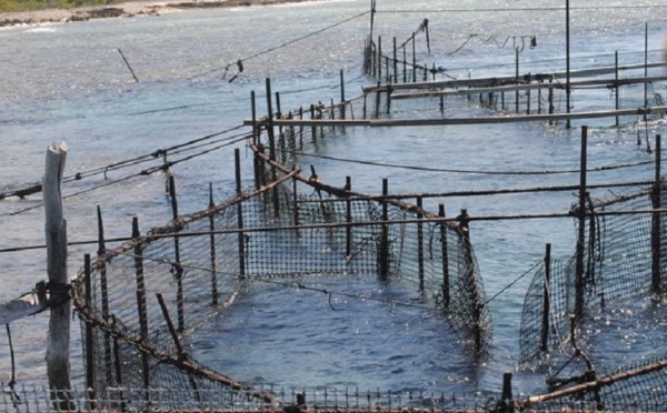 Tahaa : un ancien boxeur assène un coup de poing mortel