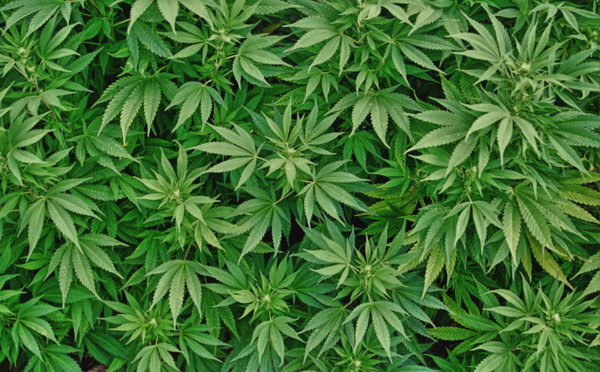 Cannabis : saisie de près de 2 400 plants sur Tahiti et Taha’a