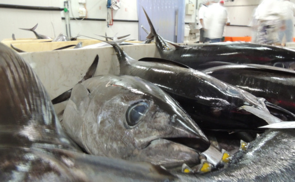 SEM port de pêche : un nouveau délai accordé