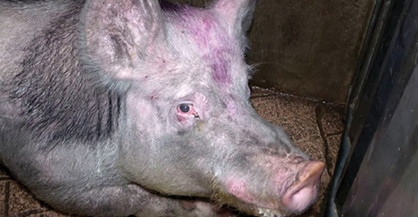 Maltraitance animale: images et témoignage choc de L214