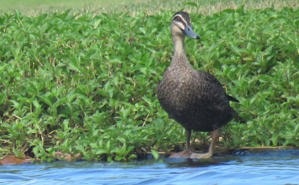 ​L'avenir vire à l'orange pour les canards de Temae