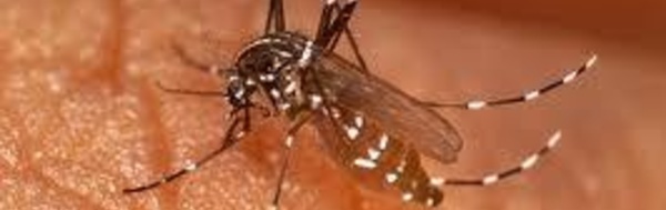 Épidémie de chikungunya en Papouasie-Nouvelle-Guinée