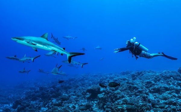 Les clubs de plongée priés de réduire leurs risques pendant l'épidémie