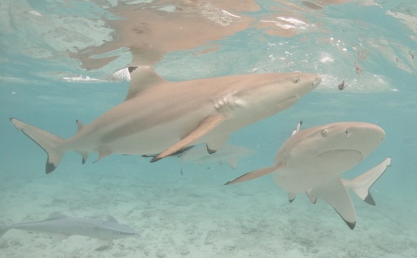 ​Sursis après la morsure d'un enfant par un requin à l'ex-Lagoonarium