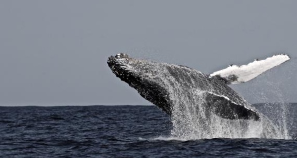 La vie de la baleine se lit dans son oreille