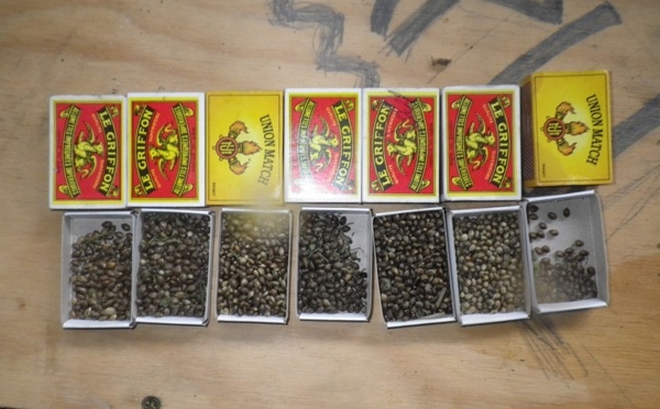 Cinq plantations de paka détruites dans la vallée de Mahaena