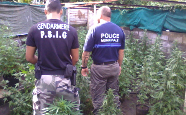 1 250 pieds de paka détruits à Papara