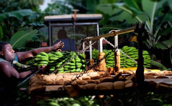 Biodiversité dans le Pacifique : appel à projets d'Initiative Kiwa