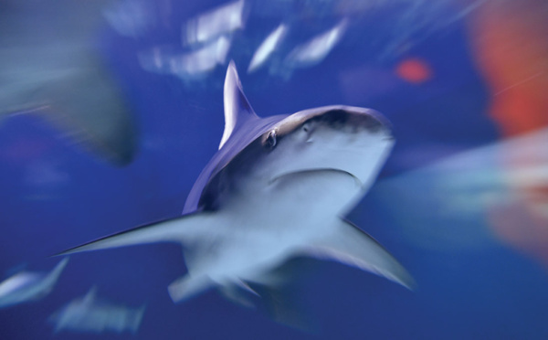 Plus de 3.000 ailerons de requins saisis en Colombie