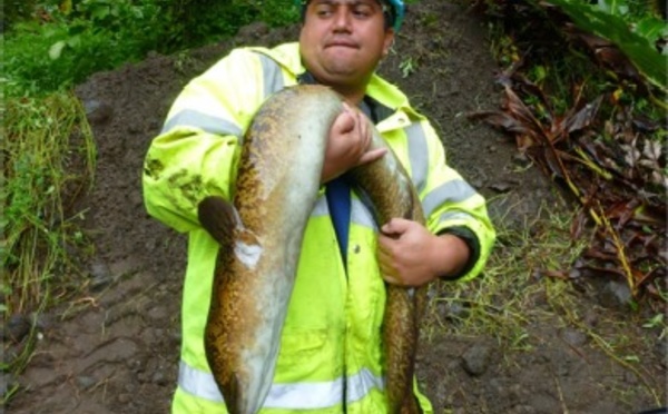 Marama Nui et le Criobe s’engagent sur un programme de recherche « Concilier hydroélectricité et préservation de la biodiversité en rivière »