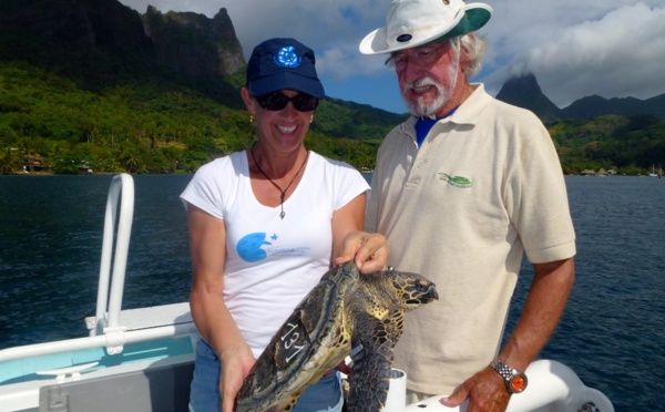 Une jeune tortue imbriquée relâchée par Jean Michel Cousteau