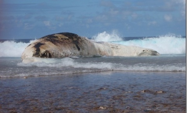 Appel à témoignage sur les échouages de baleines
