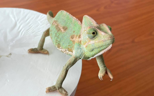 ​Deux caméléons à Tahiti