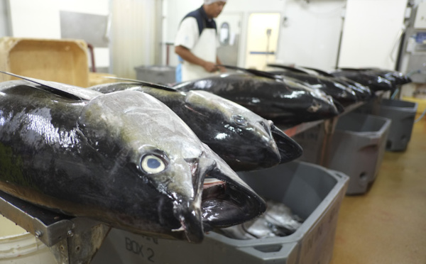 ​Le secteur de la pêche peine à émerger