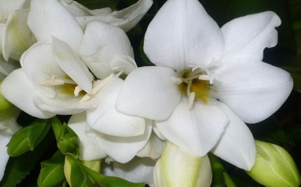 Drames sur les routes: une marche blanche pour dire "Stop au massacre"