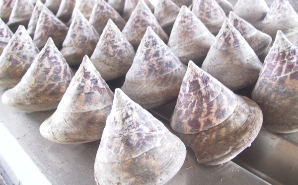 Pêche aux trocas: 50 tonnes pour les familles de To’ahotu