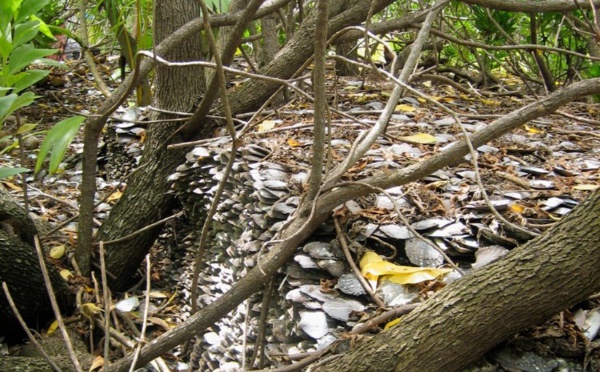 ​Sur la piste des nacres stockées à terre